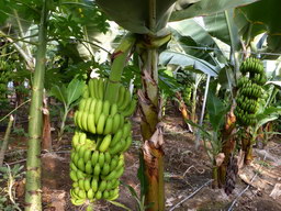Η Μπανάνα Κρήτης
